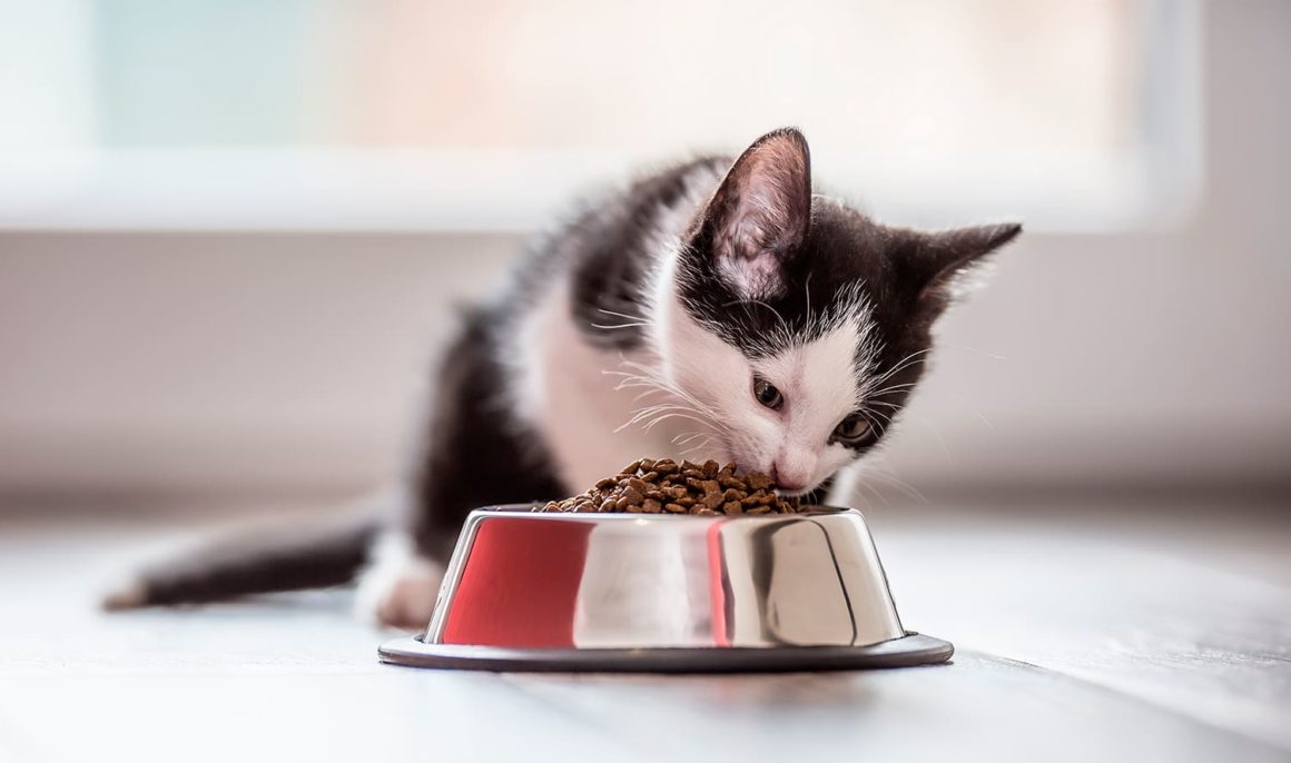 L’alimentació per al teu gat
