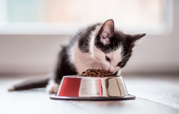 L’alimentació per al teu gat