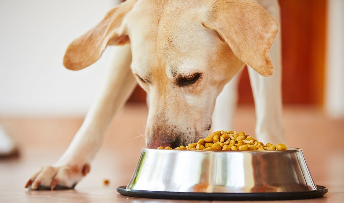 La alimentación de tu perro