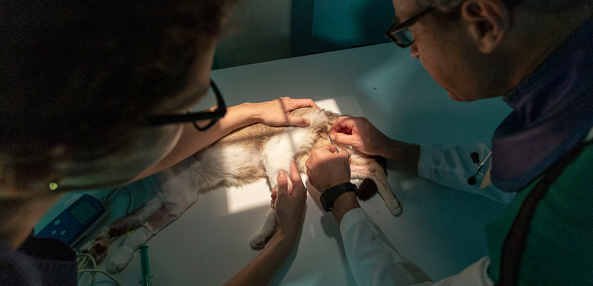 rx diagnostic d'imatge veterinari a Barcelona
