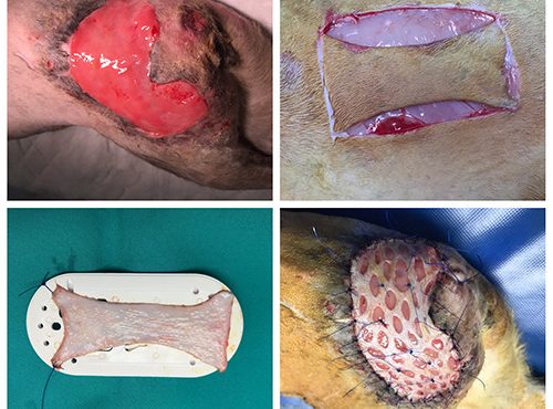 Case Report – Cutaneous grafting in cat