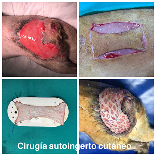 Case Report – Cutaneous grafting in cat