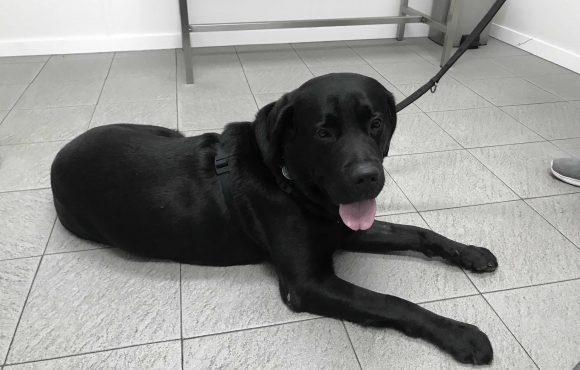 Urinary incontinece in a five year old Labrador Retriever
